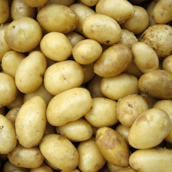 Fresh Potato (Organic & Farm Fresh)