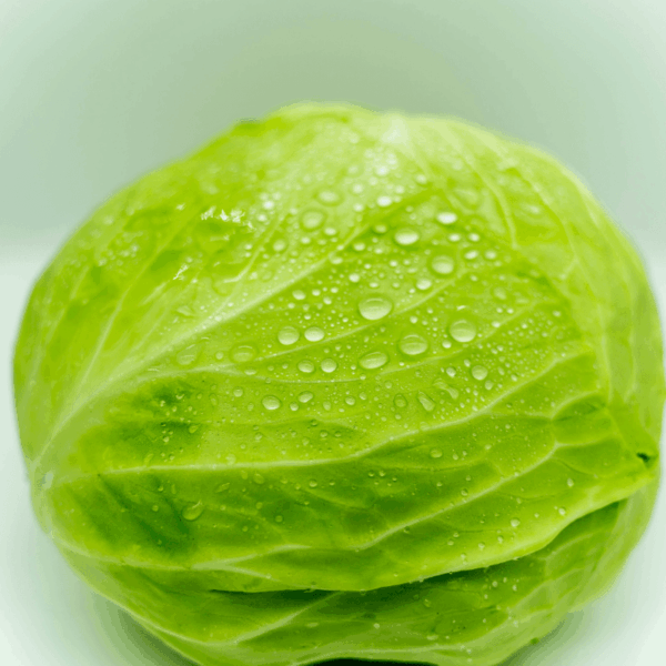 Cabbage