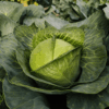 Cabbage