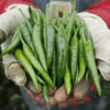 Green Chili